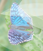 papillon.png
